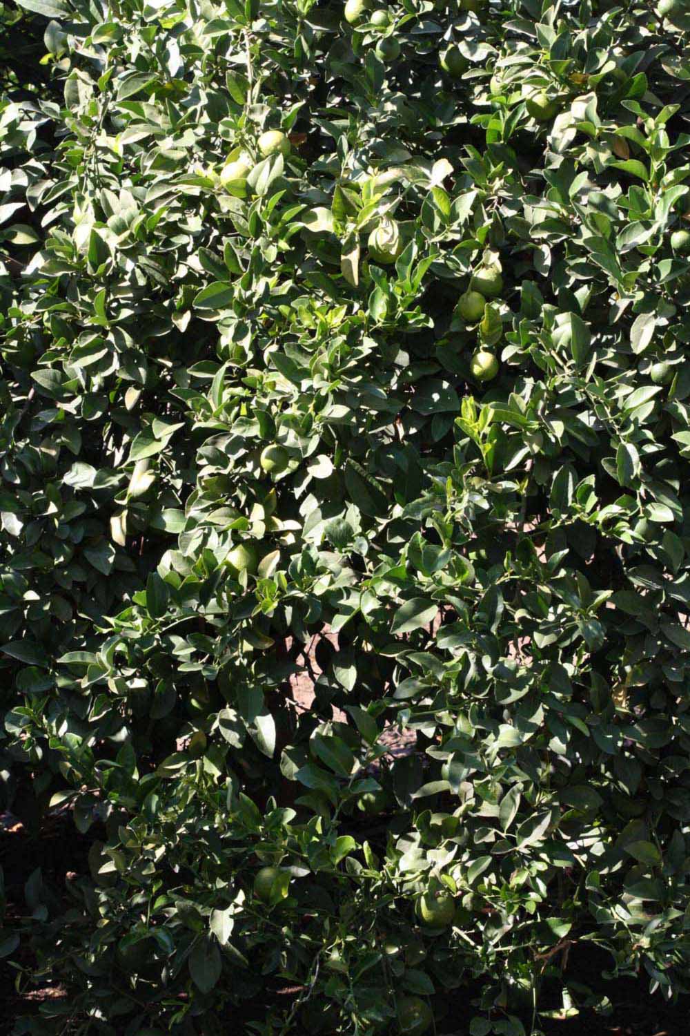            Habit (Jullundri Khatti, Riverside, CA)   